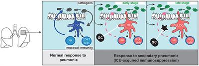 Contribution of Dendritic Cell Responses to Sepsis-Induced Immunosuppression and to Susceptibility to Secondary Pneumonia